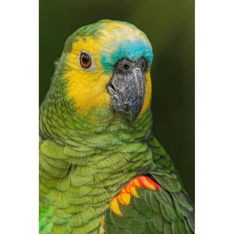 Blue fronted Amazon parrot-native to South America Black Modern Wood Framed Art Print by Jones, Adam