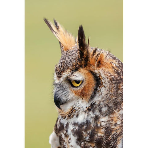 Great horned owl portrait White Modern Wood Framed Art Print by Jones, Adam