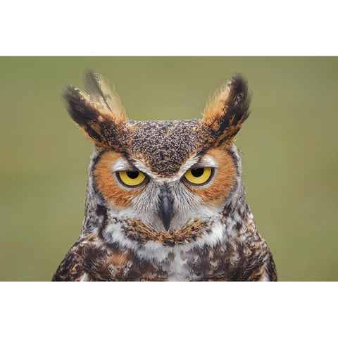 Great horned owl portrait White Modern Wood Framed Art Print by Jones, Adam