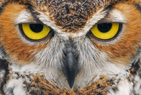 Close-up of Great horned owl Black Ornate Wood Framed Art Print with Double Matting by Jones, Adam