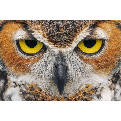 Close-up of Great horned owl Black Modern Wood Framed Art Print by Jones, Adam