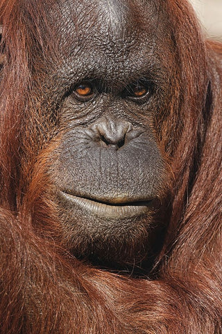 Orangutan-Pongo-native to Borneo and Sumatra Black Ornate Wood Framed Art Print with Double Matting by Jones, Adam