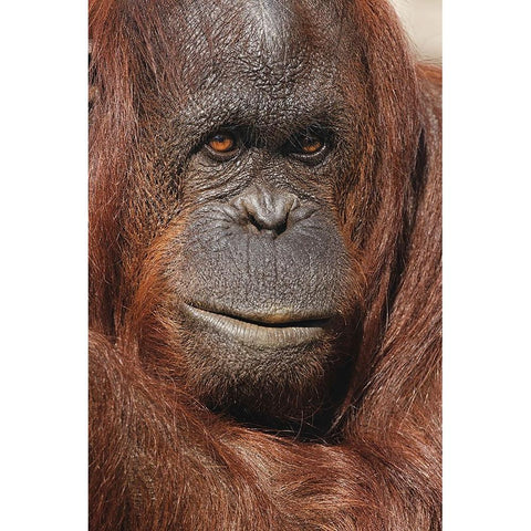 Orangutan-Pongo-native to Borneo and Sumatra Black Modern Wood Framed Art Print by Jones, Adam