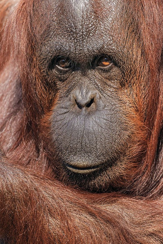 Orangutan-Pongo-native to Borneo and Sumatra White Modern Wood Framed Art Print with Double Matting by Jones, Adam