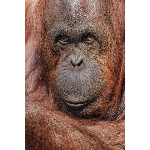 Orangutan-Pongo-native to Borneo and Sumatra Black Modern Wood Framed Art Print by Jones, Adam