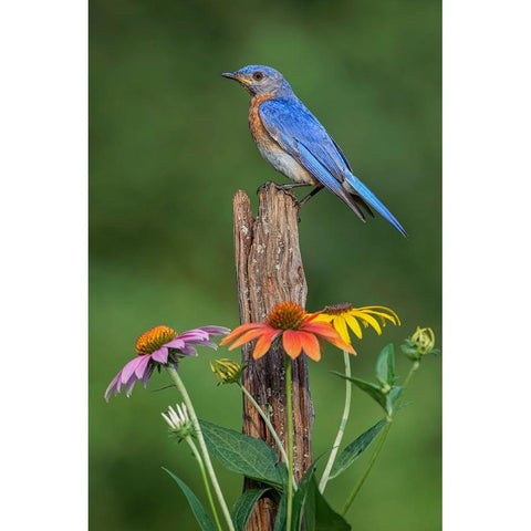 Male Eastern bluebird on old fence post with cone flowers Black Modern Wood Framed Art Print with Double Matting by Jones, Adam