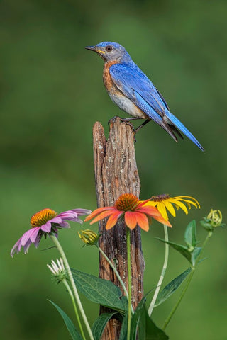 Male Eastern bluebird on old fence post with cone flowers Black Ornate Wood Framed Art Print with Double Matting by Jones, Adam