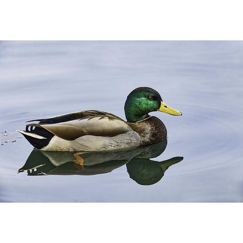 Duck swimming in autumn water Black Modern Wood Framed Art Print by Jones, Adam