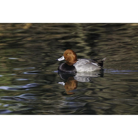 Duck swimming in autumn water Black Modern Wood Framed Art Print by Jones, Adam