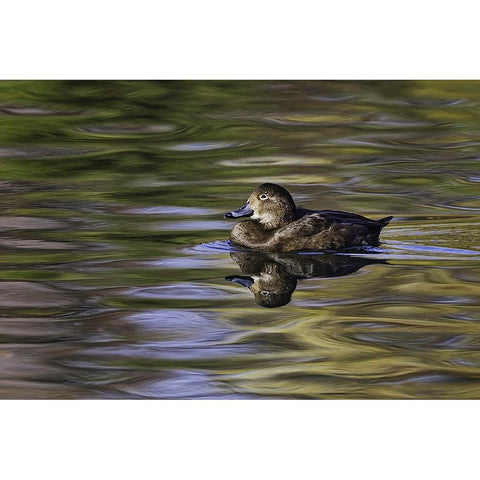 Duck swimming in autumn water Black Modern Wood Framed Art Print by Jones, Adam