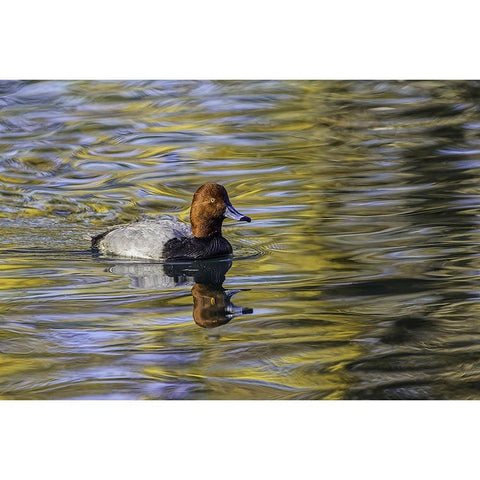 Duck swimming in autumn water Black Modern Wood Framed Art Print by Jones, Adam