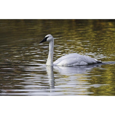 Swan swimming in autumn colored water Black Modern Wood Framed Art Print with Double Matting by Jones, Adam