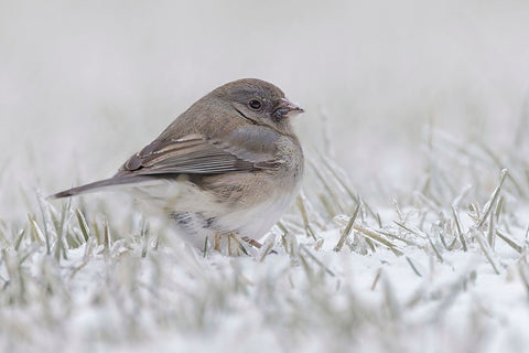 Dark-eyed Junco on the ground in snow White Modern Wood Framed Art Print with Double Matting by Jones, Adam