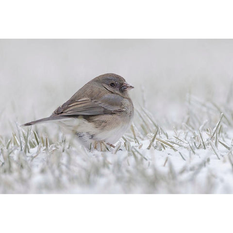 Dark-eyed Junco on the ground in snow Black Modern Wood Framed Art Print by Jones, Adam