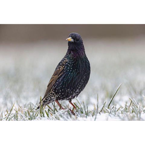 Common starling Gold Ornate Wood Framed Art Print with Double Matting by Jones, Adam