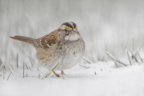 White-throated sparrow on the ground feeding in snow Black Ornate Wood Framed Art Print with Double Matting by Jones, Adam