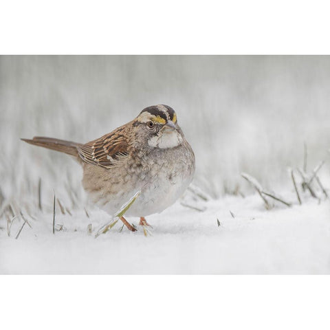 White-throated sparrow on the ground feeding in snow Black Modern Wood Framed Art Print by Jones, Adam