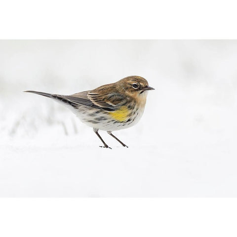 Yellow-rumped warbler on the ground feeding in winter Black Modern Wood Framed Art Print with Double Matting by Jones, Adam