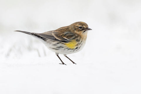 Yellow-rumped warbler on the ground feeding in winter Black Ornate Wood Framed Art Print with Double Matting by Jones, Adam