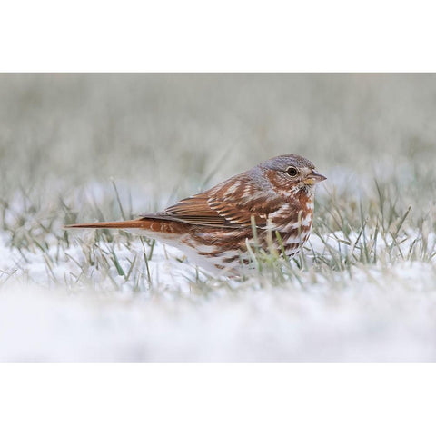 Fox Sparrow on the ground Black Modern Wood Framed Art Print by Jones, Adam