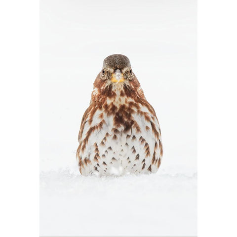 Fox Sparrow foraging in snow Black Modern Wood Framed Art Print by Jones, Adam