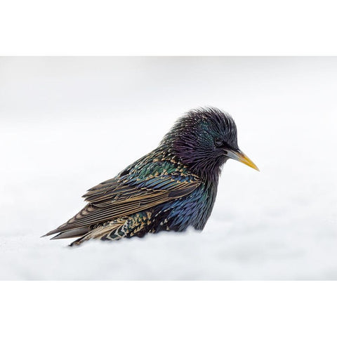 Common starling-foraging in snow-non native US species Black Modern Wood Framed Art Print by Jones, Adam