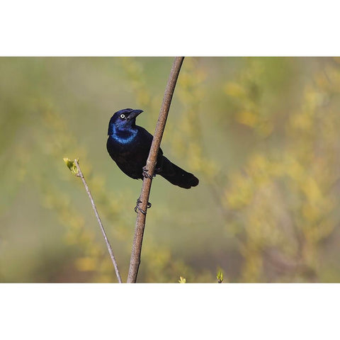Common grackle Black Modern Wood Framed Art Print by Jones, Adam