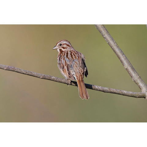 Song sparrow Black Modern Wood Framed Art Print with Double Matting by Jones, Adam