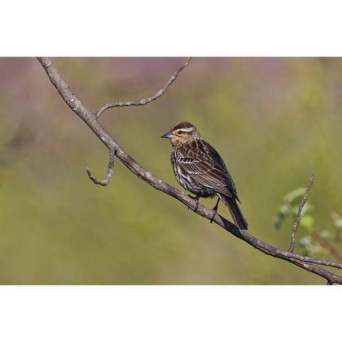 Song sparrow Black Modern Wood Framed Art Print by Jones, Adam