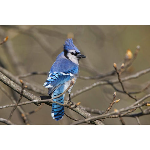 Blue jay White Modern Wood Framed Art Print by Jones, Adam