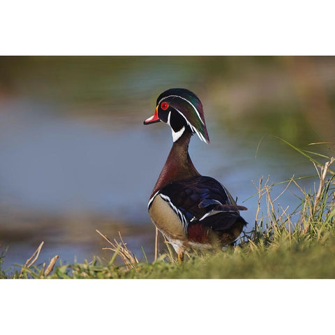 Male wood duck-blue jay Gold Ornate Wood Framed Art Print with Double Matting by Jones, Adam
