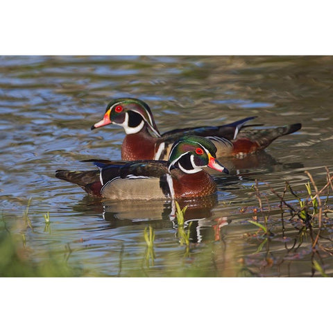 Male wood duck-blue jay Black Modern Wood Framed Art Print by Jones, Adam