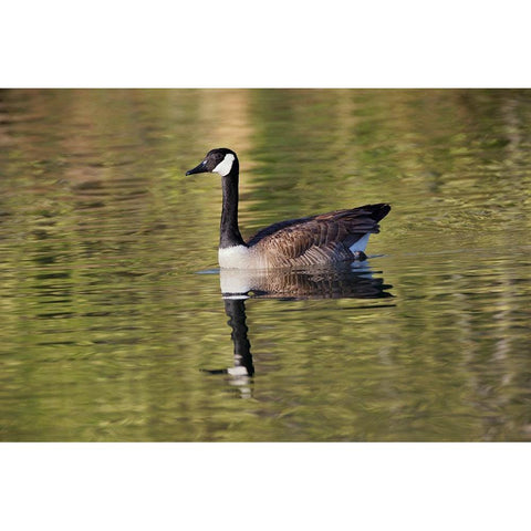 Blue jay Black Modern Wood Framed Art Print by Jones, Adam