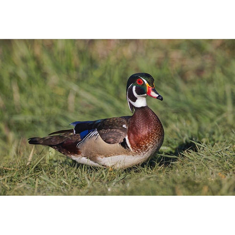 Male wood duck, Black Modern Wood Framed Art Print with Double Matting by Jones, Adam