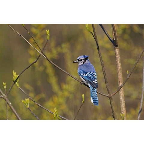 Blue jay Black Modern Wood Framed Art Print by Jones, Adam