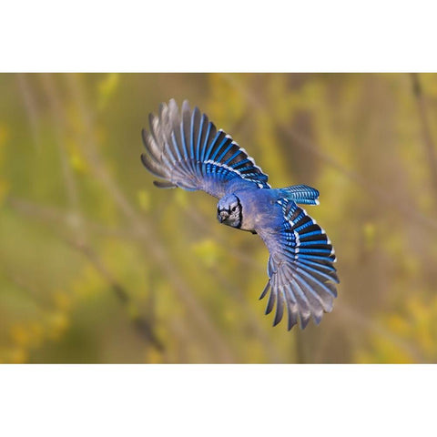 Blue jay flying White Modern Wood Framed Art Print by Jones, Adam