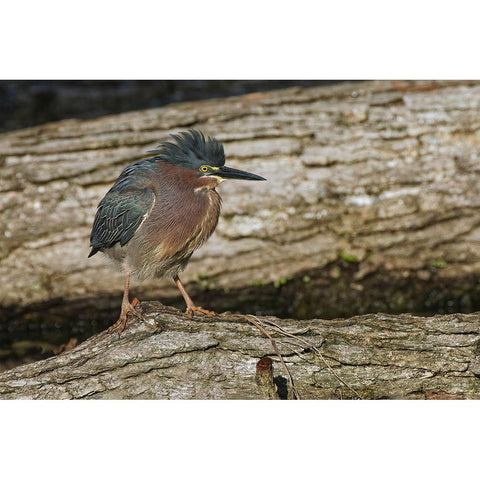 Green heron Black Modern Wood Framed Art Print by Jones, Adam