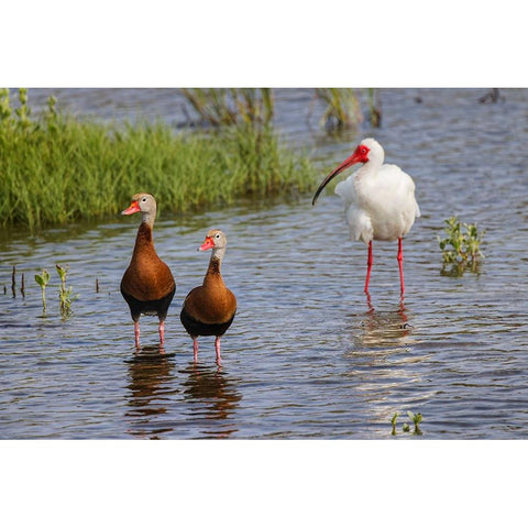 Pair of Black-bellied whistling ducks and White ibis-South Padre Island White Modern Wood Framed Art Print by Jones, Adam