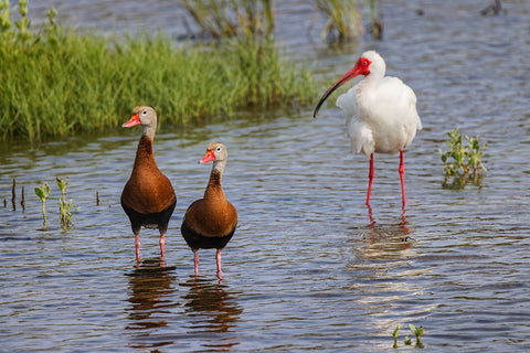 Pair of Black-bellied whistling ducks and White ibis-South Padre Island Black Ornate Wood Framed Art Print with Double Matting by Jones, Adam
