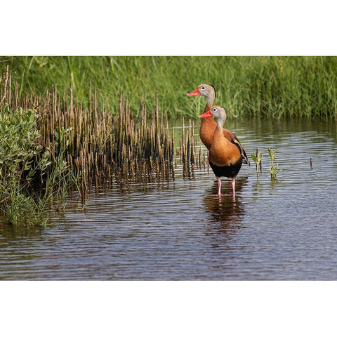 Pair of Black-bellied whistling ducks-South Padre Island White Modern Wood Framed Art Print by Jones, Adam