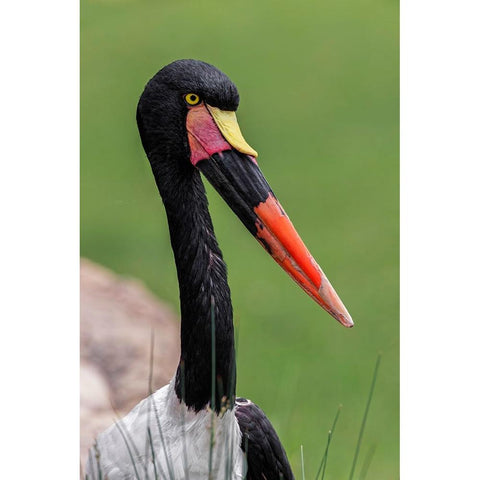 Female Saddle-billed stork Black Modern Wood Framed Art Print by Jones, Adam