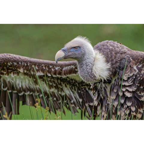 Ruppels griffon vulture-Critically endangered species Black Modern Wood Framed Art Print by Jones, Adam