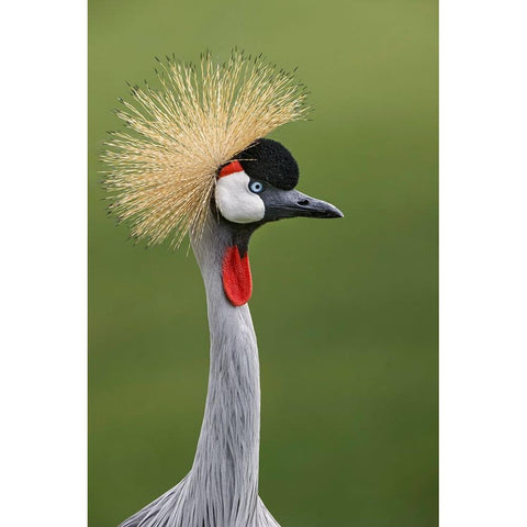African crowned crane Black Modern Wood Framed Art Print with Double Matting by Jones, Adam