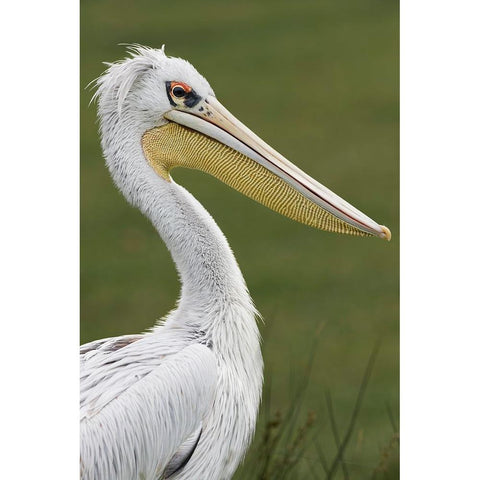 Pink-backed Pelican White Modern Wood Framed Art Print by Jones, Adam
