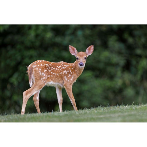 Very young white-tailed deer fawn Black Modern Wood Framed Art Print by Jones, Adam