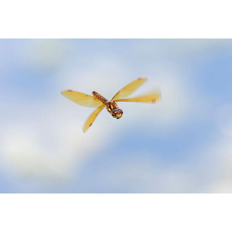 Band-winged meadowhawk flying Black Modern Wood Framed Art Print by Jones, Adam