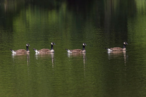 Canada geese swimming together White Modern Wood Framed Art Print with Double Matting by Jones, Adam