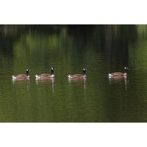 Canada geese swimming together Black Modern Wood Framed Art Print by Jones, Adam