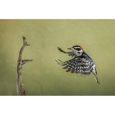 Downy woodpecker flying Black Modern Wood Framed Art Print with Double Matting by Jones, Adam