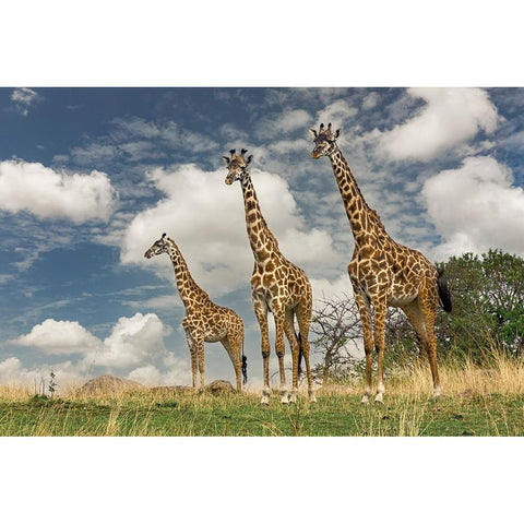 Three Masai Giraffe White Modern Wood Framed Art Print by Jones, Adam